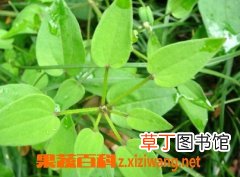 茜草的功效与作用 茜草是什么