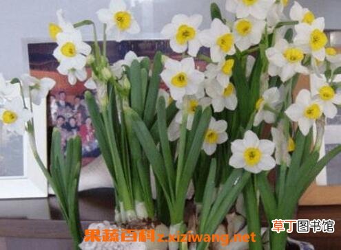 水仙花如何养殖 养殖水仙花的方法技巧