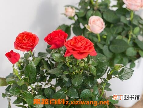盆栽玫瑰花如何养殖 盆栽玫瑰花的方法技巧