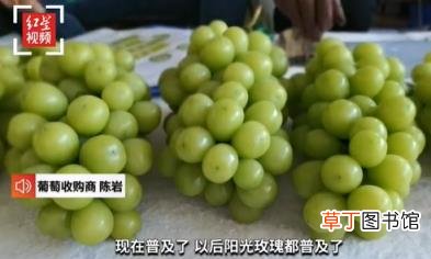 阳光玫瑰从每斤300元跌至10元 葡萄界爱马仕