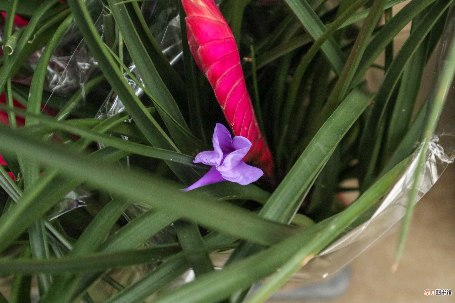 铁兰花什么时候开花，花期怎么管理