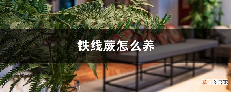 铁线蕨怎么养