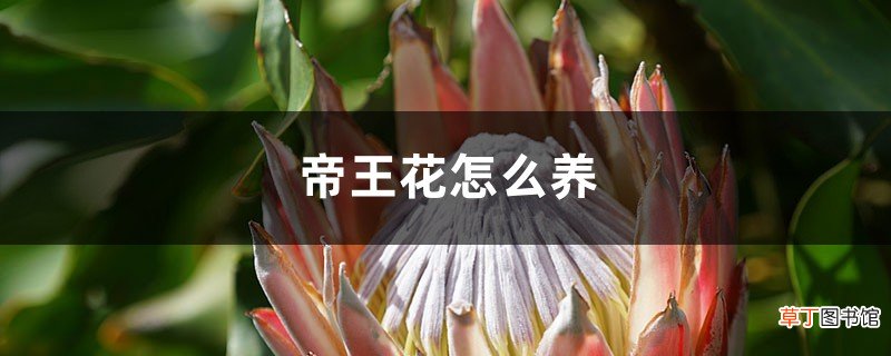 帝王花怎么养