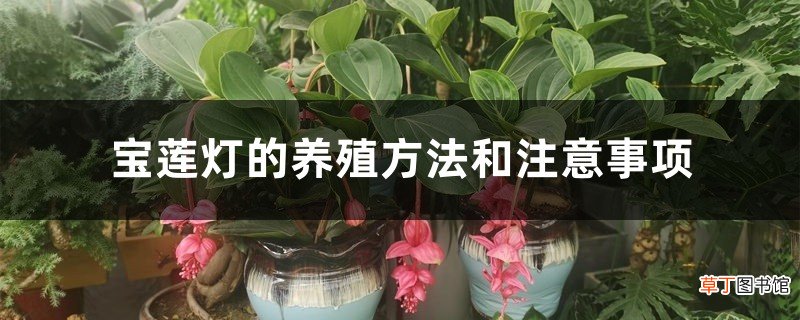 宝莲灯的养殖方法和注意事项