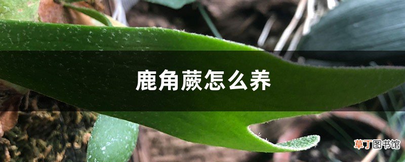 鹿角蕨怎么养