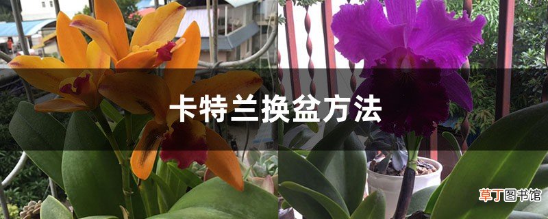 卡特兰换盆方法