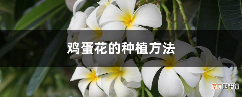鸡蛋花的种植方法