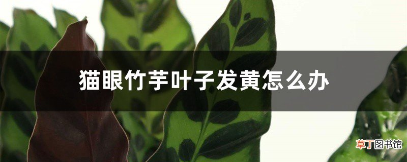 猫眼竹芋叶子发黄怎么办