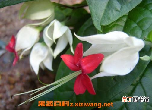 龙吐珠花怎么养殖 龙吐珠花怎么剪枝繁殖