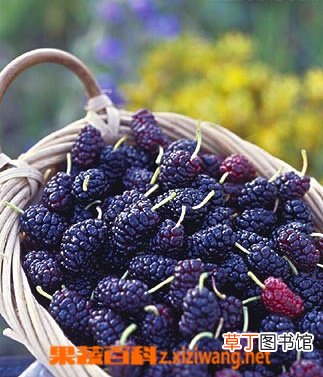 桑葚介绍 桑葚的功效与作用