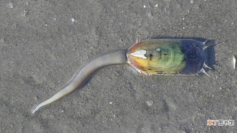 海豆芽是什么动物
