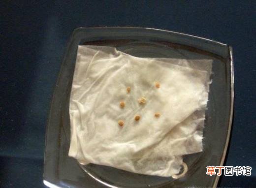 最简单的催芽方法