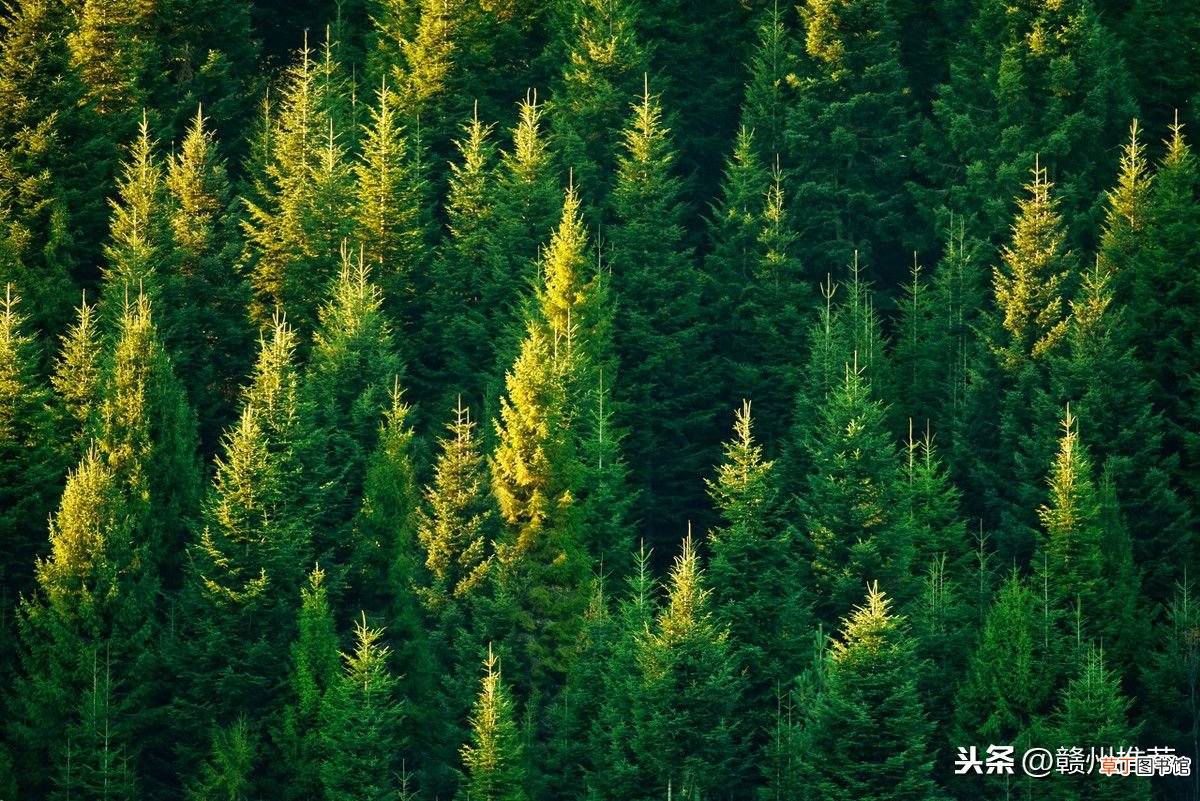 植树的好处是什么？ 为什么要植树？