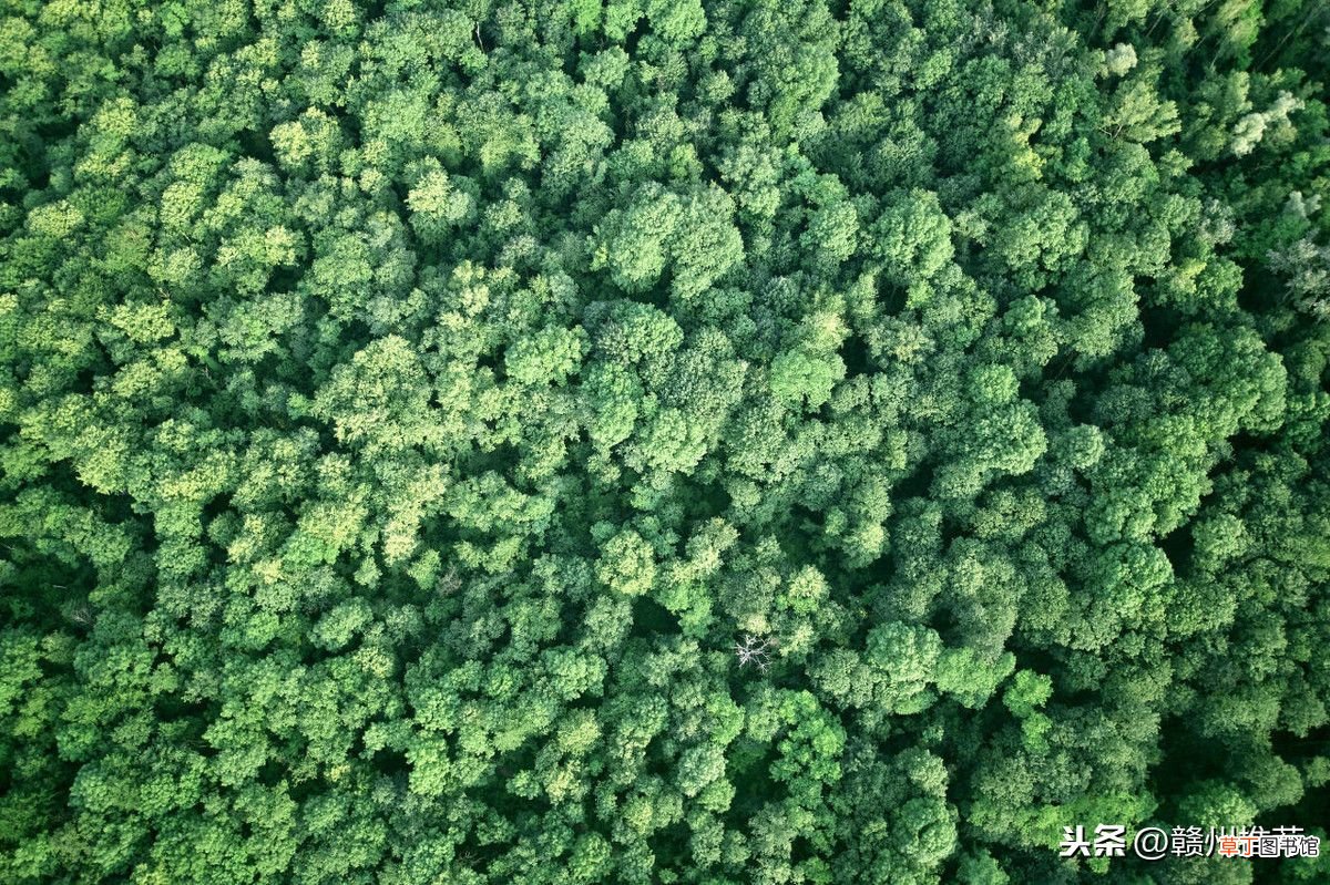 植树的好处是什么？ 为什么要植树？