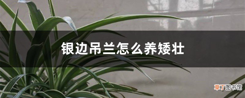 银边吊兰怎么养矮壮