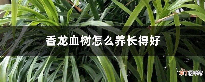 香龙血树怎么养长得好