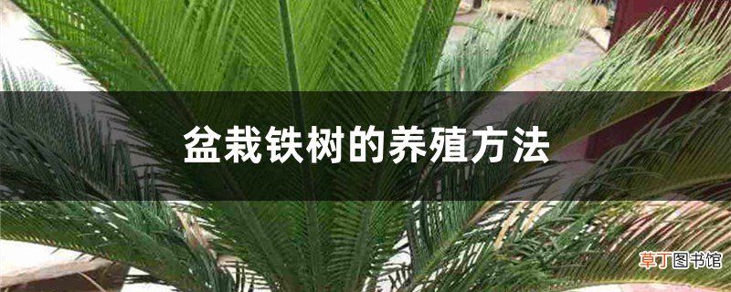 盆栽铁树的养殖方法