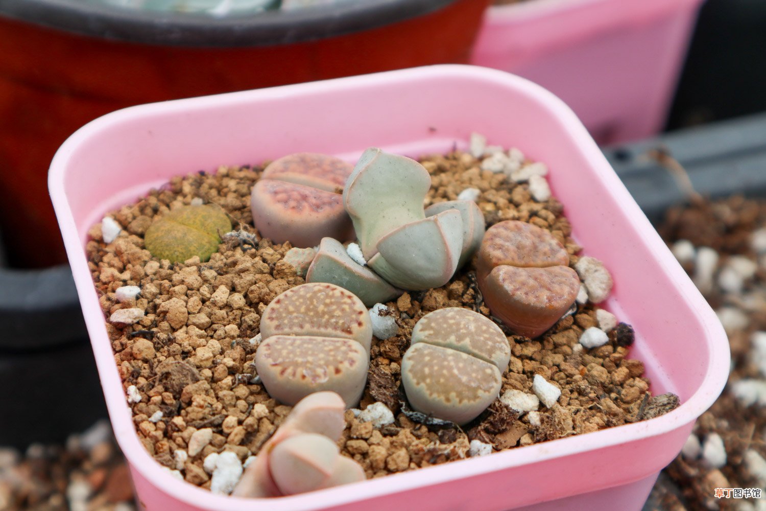 生石花繁殖方法