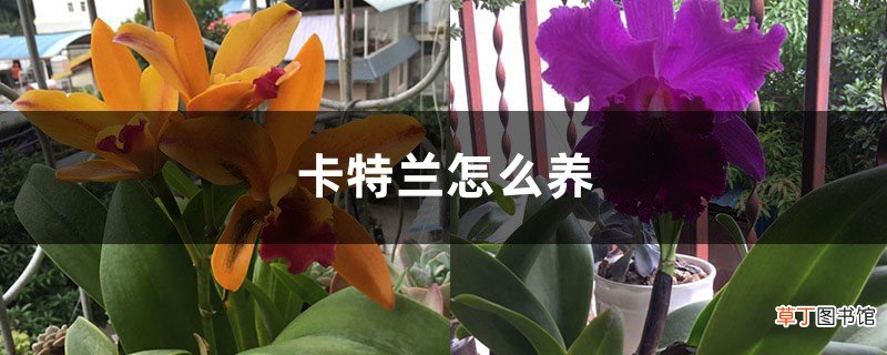 卡特兰怎么养