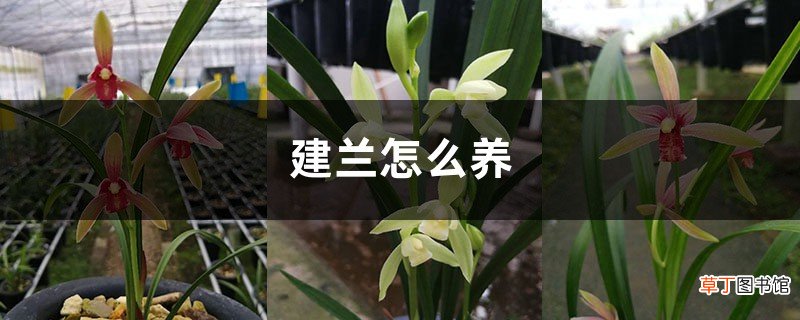 建兰怎么养