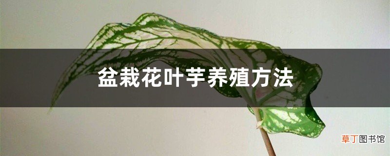 盆栽花叶芋养殖方法