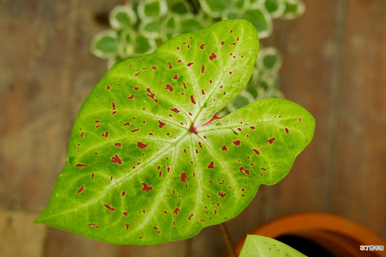 盆栽花叶芋养殖方法
