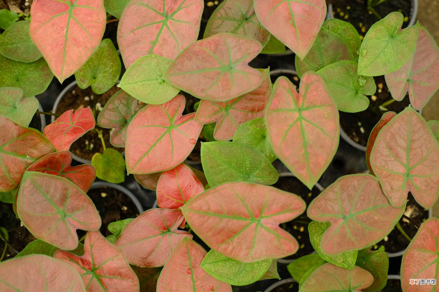盆栽花叶芋养殖方法