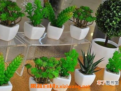 怎么用啤酒浇花 啤酒浇花的正确方法