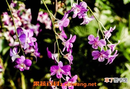 石斛兰如何养殖 石斛兰的养殖方法