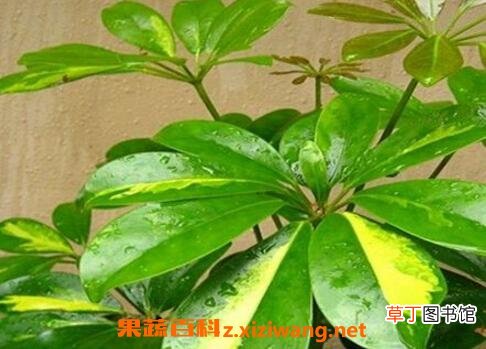 鸭掌木扦插步骤图解 鸭掌木的繁殖方式