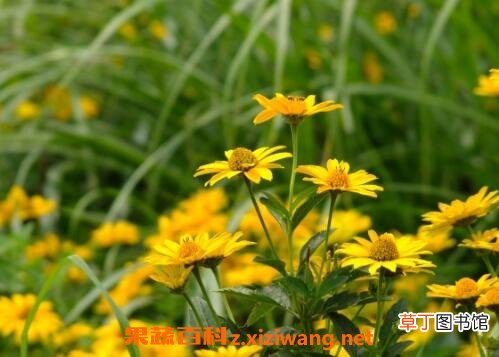 野菊花的功效与作用及服用禁忌