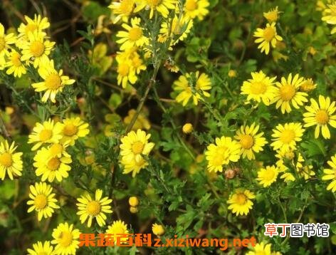 野菊花的功效与作用及服用禁忌