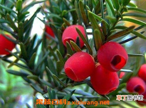 红豆杉移栽后注意事项 移栽红豆杉要注意哪些
