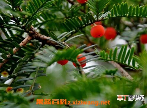 红豆杉移栽后注意事项 移栽红豆杉要注意哪些