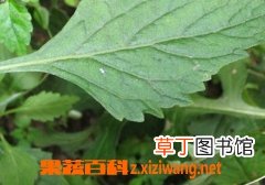 什么是透骨草 透骨草的功效与作用