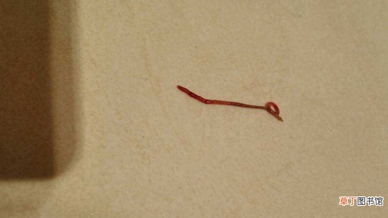 水里红色的线虫是什么