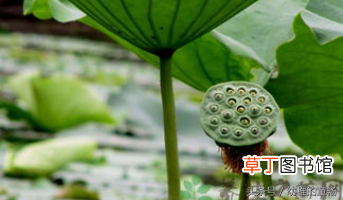 莲子心功效？ 莲子心的功效与禁忌？