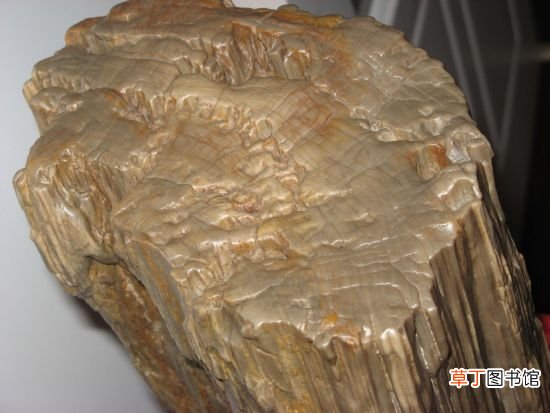 化石的形成 化石是怎么形成的？