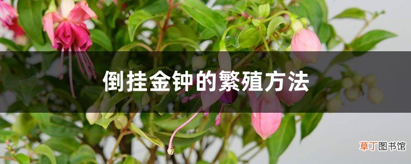 倒挂金钟的繁殖方法