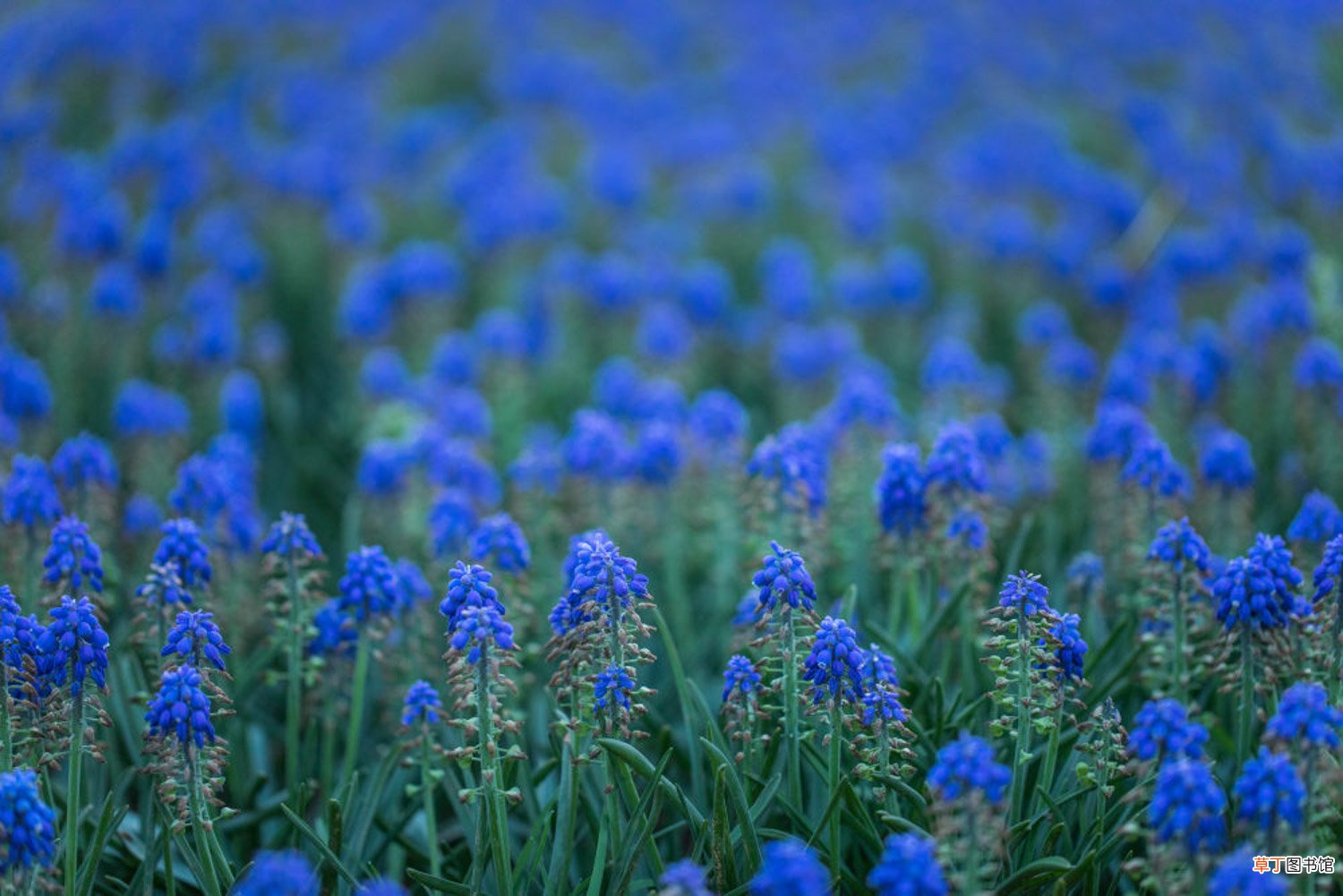 葡萄风信子几月开花，花期怎么管理