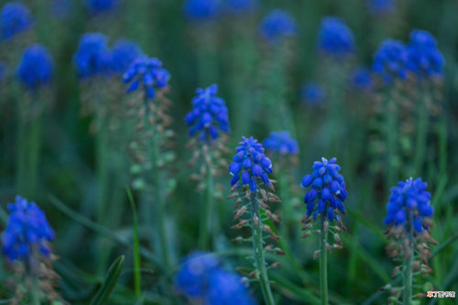 葡萄风信子几月开花，花期怎么管理