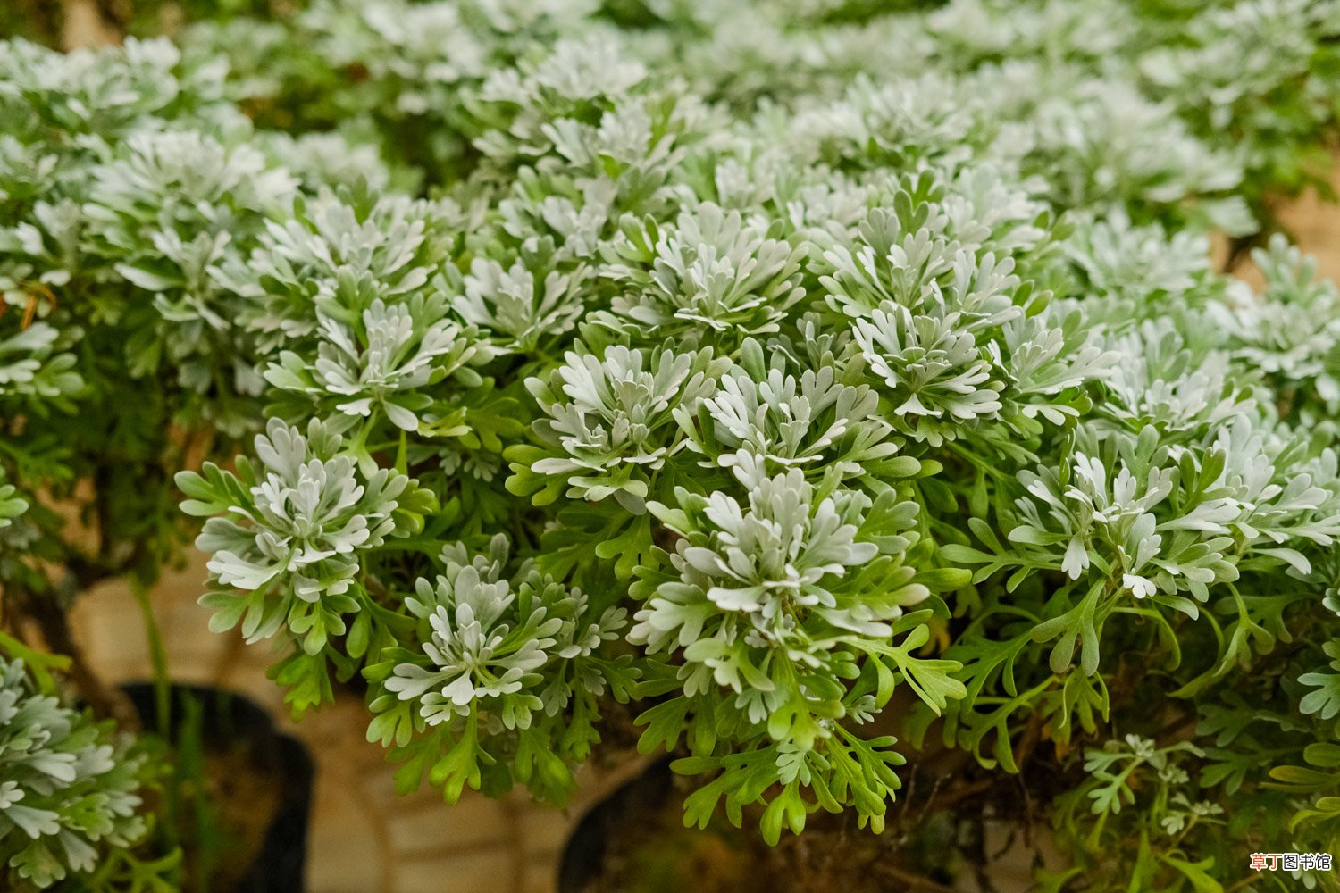 芙蓉菊的养殖方法及注意事项