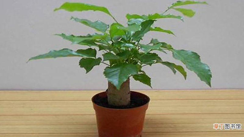 绿宝树适合放客厅吗