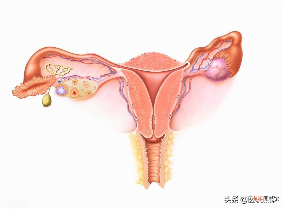 月经来几天会怀孕 怀孕为什么没有月经