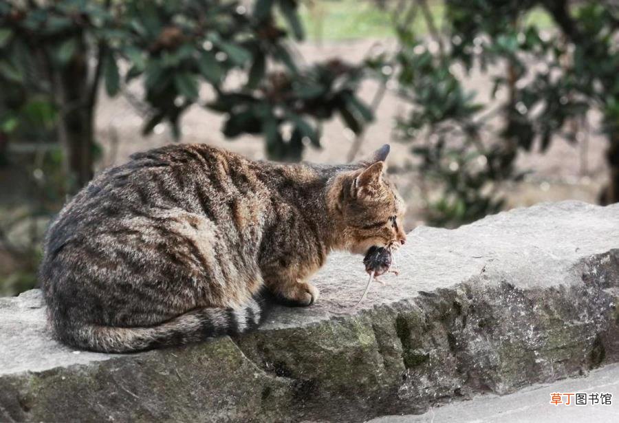 猫吃了老鼠还能睡床上吗 猫为什么玩老鼠