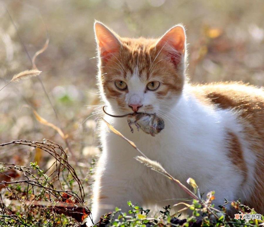 猫吃了老鼠还能睡床上吗 猫为什么玩老鼠