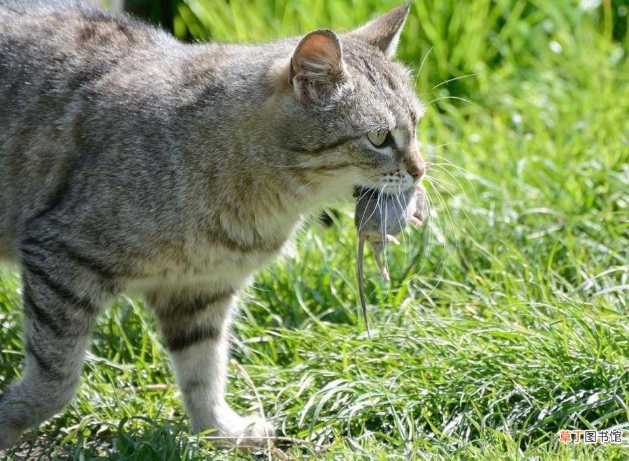 猫吃了老鼠还能睡床上吗 猫为什么玩老鼠
