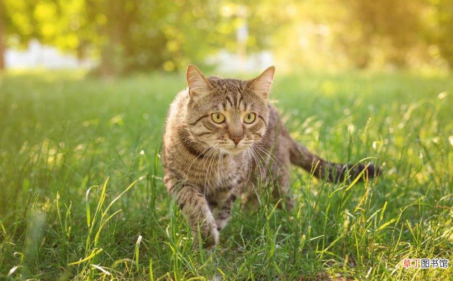 猫吃了老鼠还能睡床上吗 猫为什么玩老鼠