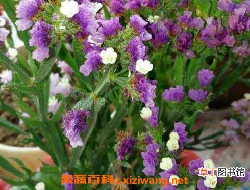 勿忘我的功效与禁忌