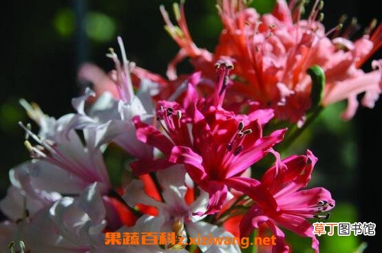 娜丽花的养殖方法和养殖注意事项